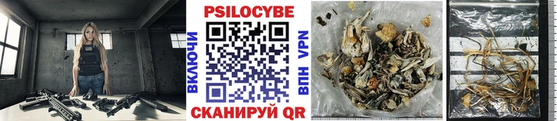 Купить закладки  Теберда  Псилоцибиновые грибы Cubensis 